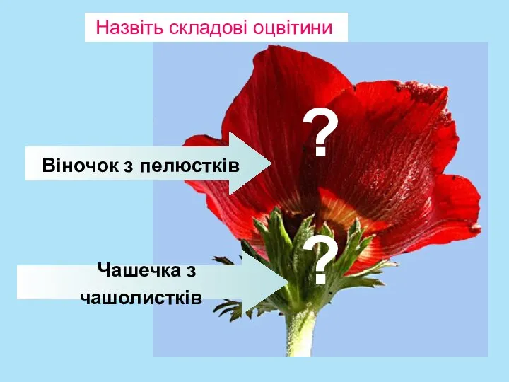 Назвіть складові оцвітини Віночок з пелюстків Чашечка з чашолистків ? ?