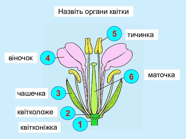 Назвіть органи квітки квітконіжка квітколоже чашечка віночок тичинка маточка 1 2 3 4 5 6