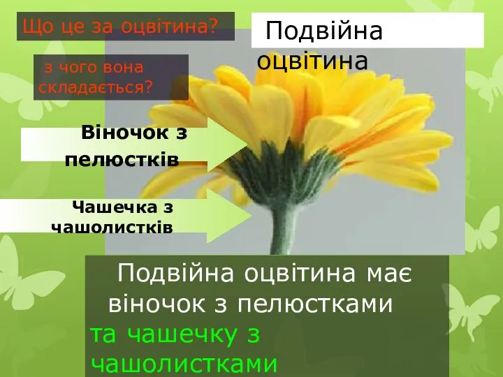 Подвійна оцвітина має віночок з пелюстками та чашечку з чашолистками Віночок