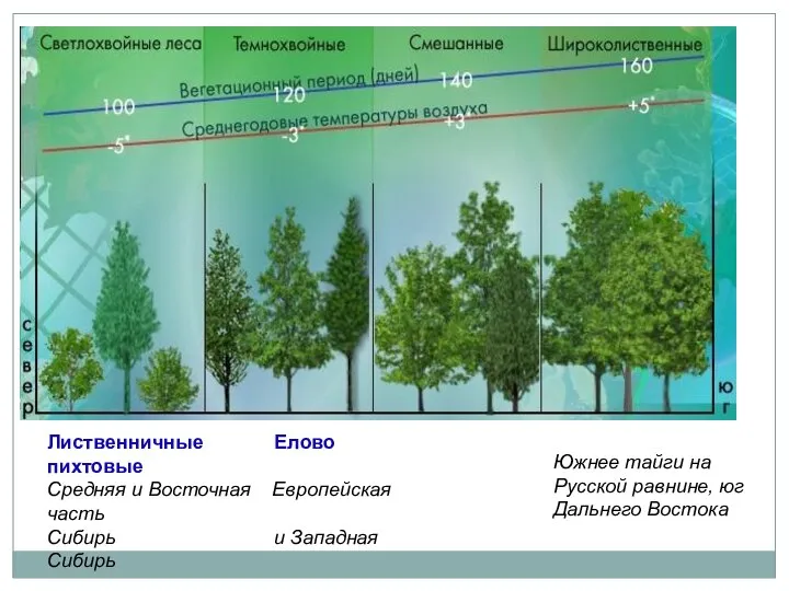Лиственничные Елово пихтовые Средняя и Восточная Европейская часть Сибирь и Западная