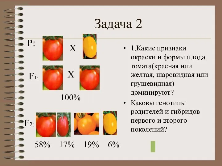 Задача 2 1.Какие признаки окраски и формы плода томата(красная или желтая,