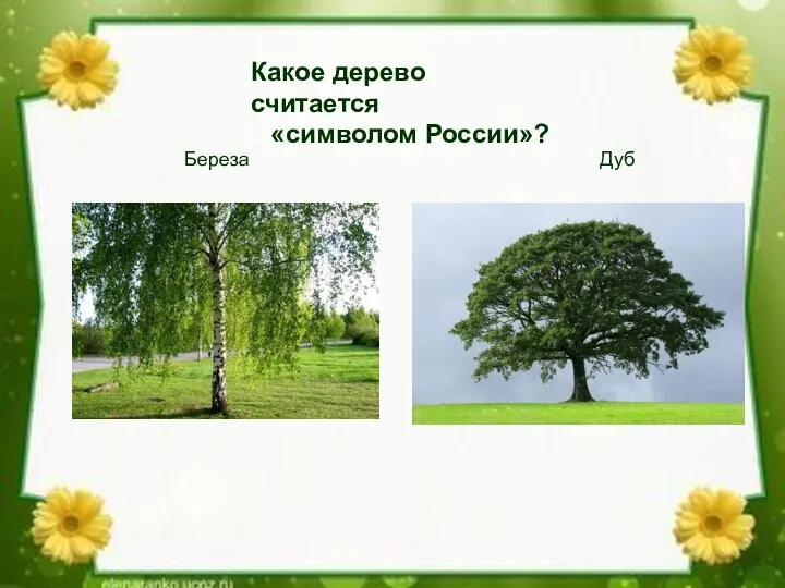 Какое дерево считается «символом России»? Береза Дуб