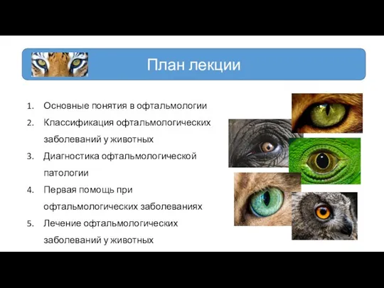 План лекции Основные понятия в офтальмологии Классификация офтальмологических заболеваний у животных