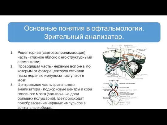 Основные понятия в офтальмологии. Зрительный анализатор. Рецепторная (световоспринимающая) часть - глазное