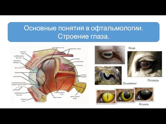 Основные понятия в офтальмологии. Строение глаза. Коза Осьминог Лошадь Кошка