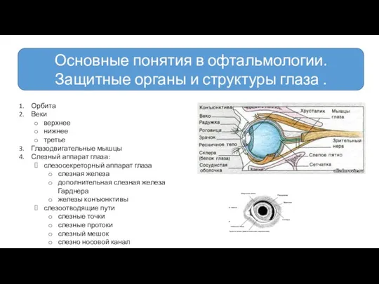 Основные понятия в офтальмологии. Защитные органы и структуры глаза . Орбита