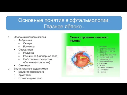 Основные понятия в офтальмологии. Глазное яблоко . Оболочки глазного яблока Фиброзная