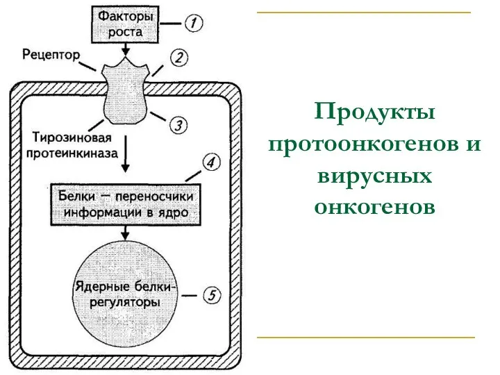 Продукты протоонкогенов и вирусных онкогенов