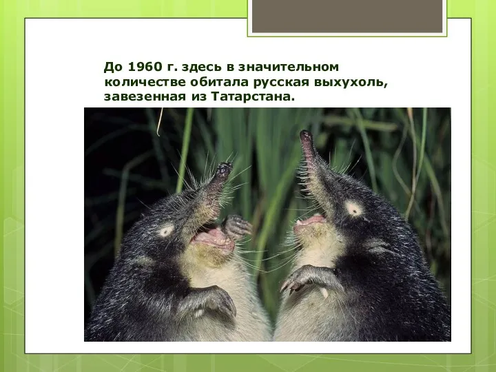 До 1960 г. здесь в значительном количестве обитала русская выхухоль, завезенная из Татарстана.