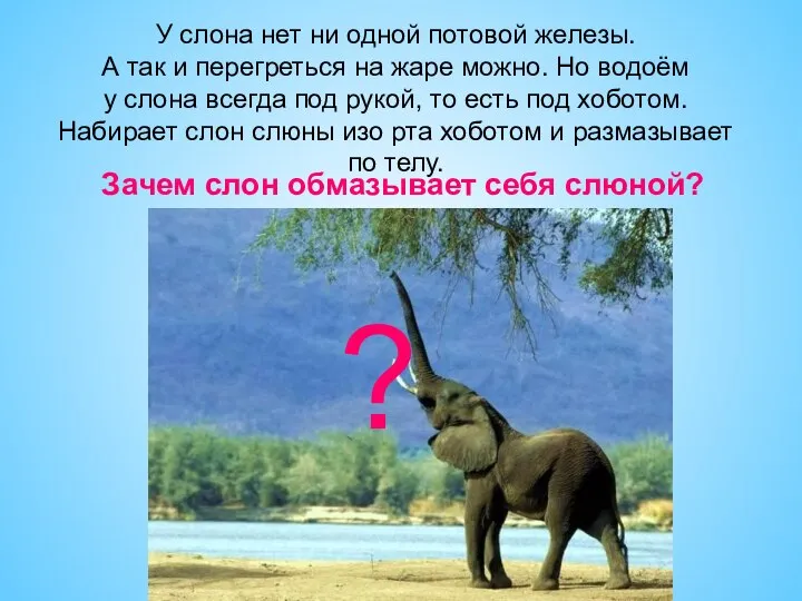 У слона нет ни одной потовой железы. А так и перегреться