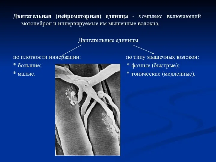 Двигательная (нейромоторная) единица - комплекс включающий мотонейрон и иннервируемые им мышечные