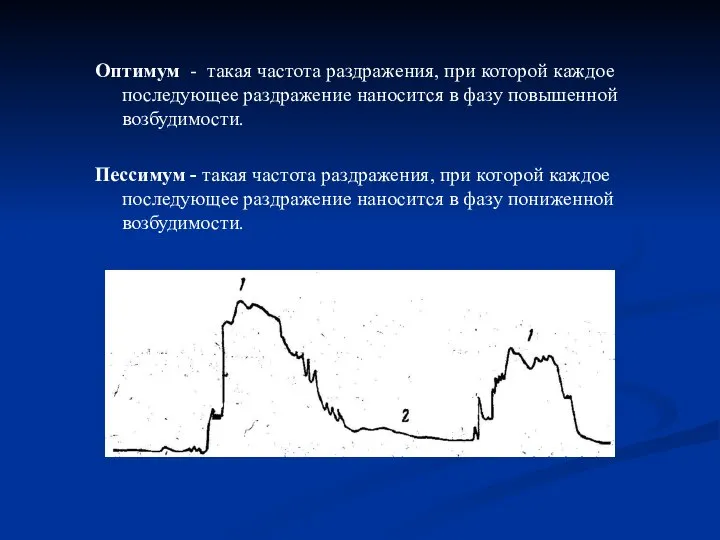 Оптимум - такая частота раздражения, при которой каждое последующее раздражение наносится