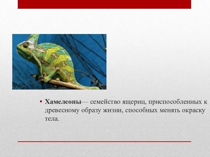 Хамелеоны— семейство ящериц, приспособленных к древесному образу жизни, способных менять окраску тела.