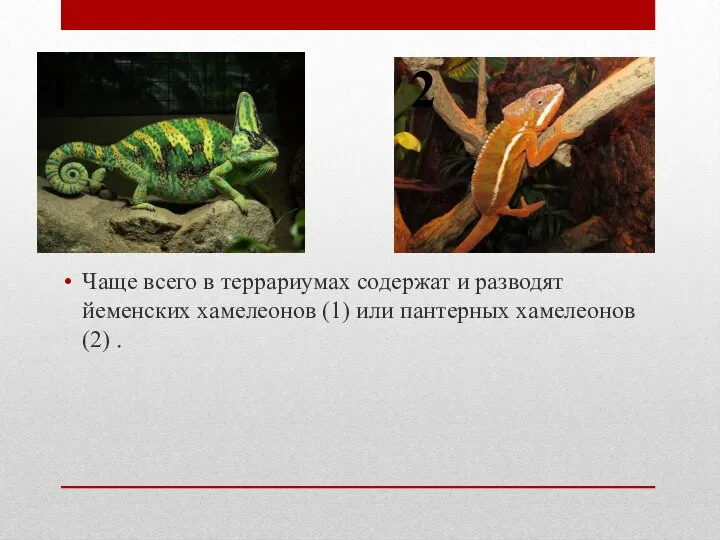 Чаще всего в террариумах содержат и разводят йеменских хамелеонов (1) или