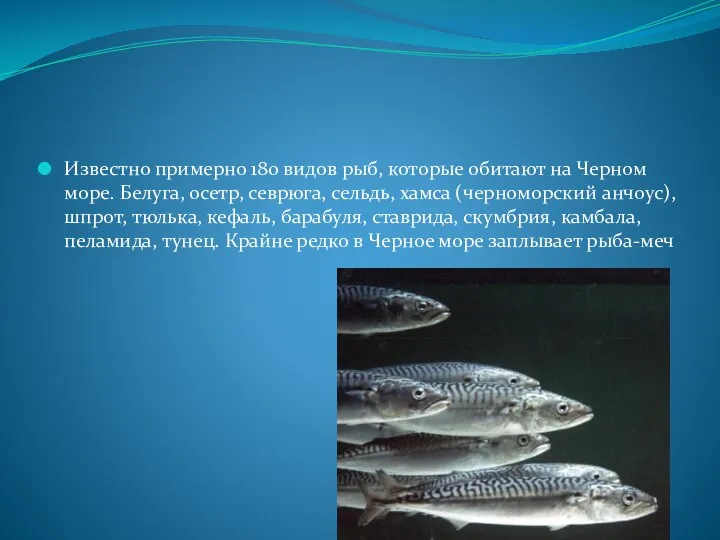 Известно примерно 180 видов рыб, которые обитают на Черном море. Белуга,