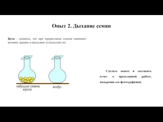 Опыт 2. Дыхание семян Цель - доказать, что при прорастании семена