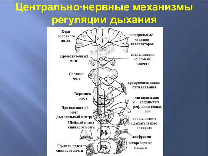 Центрально-нервные механизмы регуляции дыхания