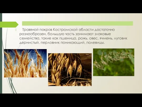 Травяной покров Костромской области достаточно разнообразен, большую часть занимают злаковые семейства,