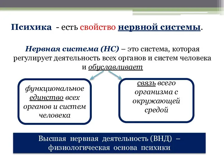 Психика - есть свойство нервной системы. Нервная система (НС) – это