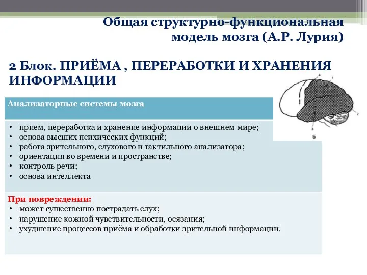 Общая структурно-функциональная модель мозга (А.Р. Лурия) 2 Блок. ПРИЁМА , ПЕРЕРАБОТКИ И ХРАНЕНИЯ ИНФОРМАЦИИ