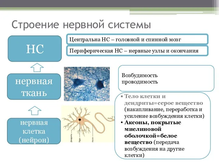 Строение нервной системы НС нервная ткань нервная клетка (нейрон) Тело клетки