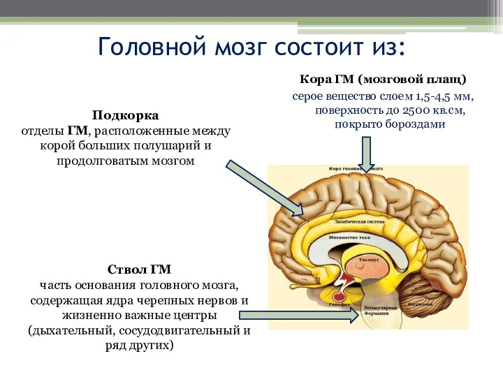 Головной мозг состоит из: Кора ГМ (мозговой плащ) серое вещество слоем