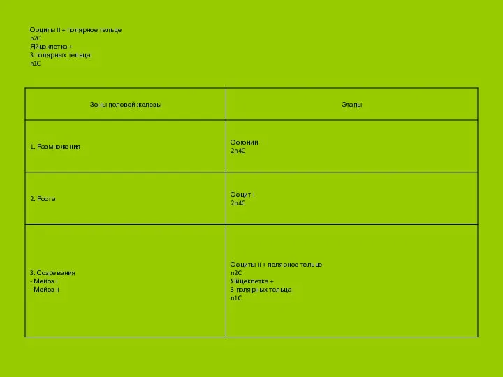 Ооциты II + полярное тельце n2C Яйцеклетка + 3 полярных тельца n1C