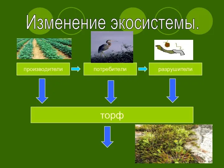 Изменение экосистемы. производители потребители разрушители торф