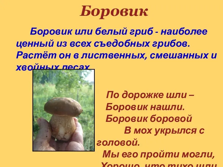 Боровик Боровик или белый гриб - наиболее ценный из всех съедобных