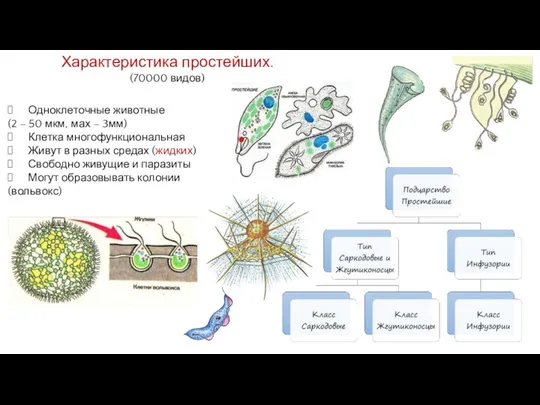 Характеристика простейших. (70000 видов) Одноклеточные животные (2 – 50 мкм, мах