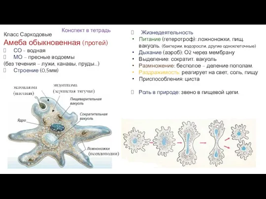 Класс Саркодовые Амеба обыкновенная (протей) СО - водная МО – пресные