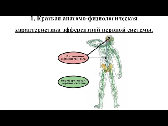 1. Краткая анатомо-физиологическая характеристика афферентной нервной системы.