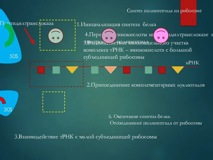 Синтез полипептида на рибосоме 50S 30S Пептидилтранслоказа 2.Присоединение комплементарных нуклеотидов 3.Взаимодействие