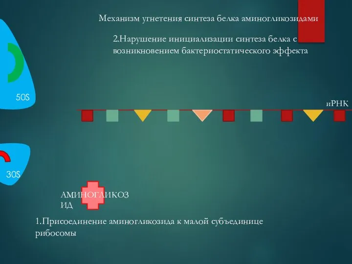 Механизм угнетения синтеза белка аминогликозидами 1.Присоединение аминогликозида к малой субъединице рибосомы