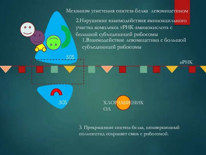 Механизм угнетения синтеза белка левомицетином 1.Взаимодействие левомицетина с большой субъединицей рибосомы