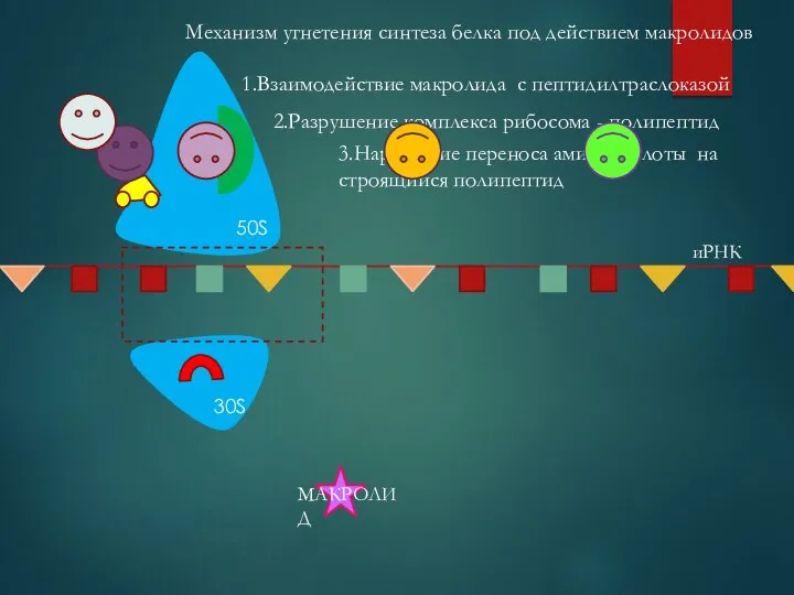 Механизм угнетения синтеза белка под действием макролидов 1.Взаимодействие макролида с пептидилтраслоказой