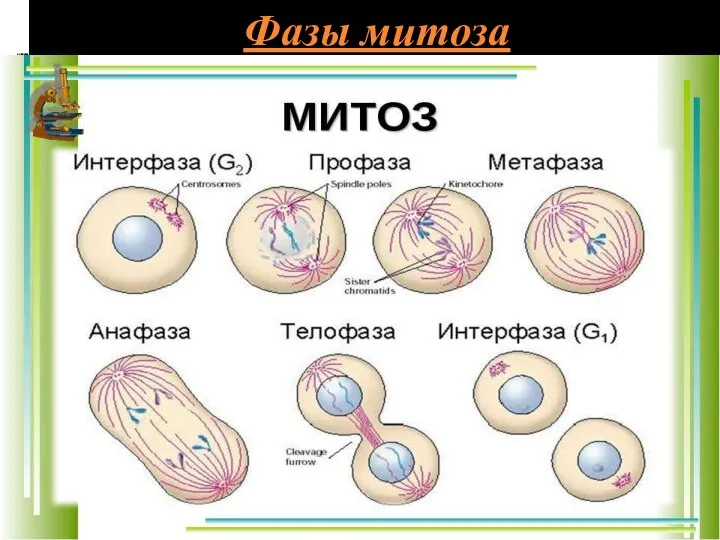 Фазы митоза