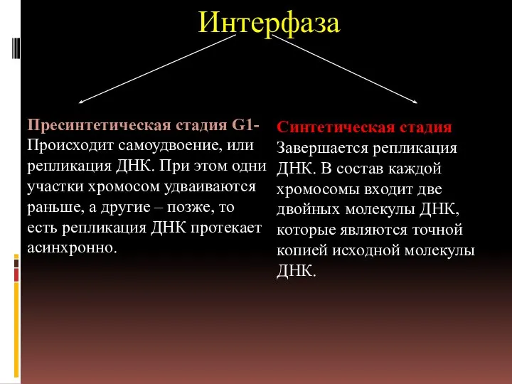 Интерфаза Пресинтетическая стадия G1- Происходит самоудвоение, или репликация ДНК. При этом