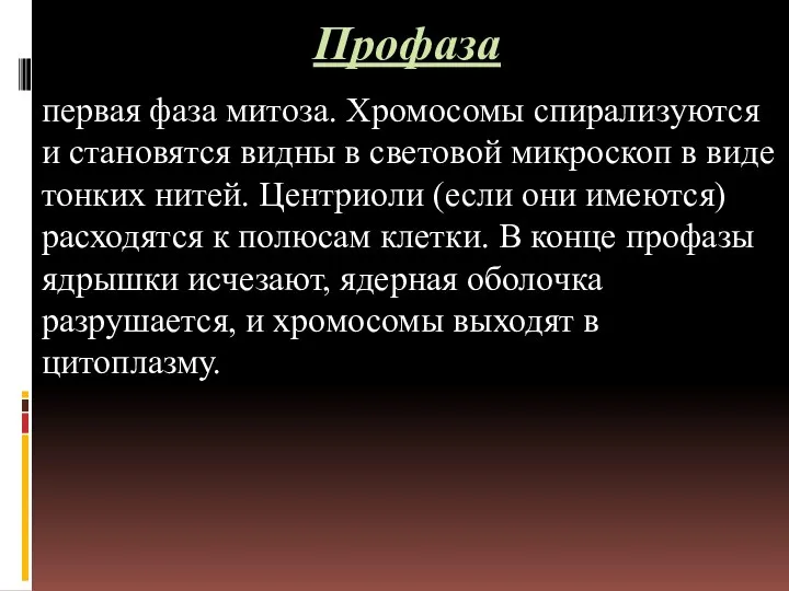 Профаза первая фаза митоза. Хромосомы спирализуются и становятся видны в световой