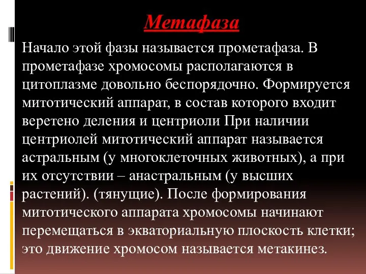 Метафаза Начало этой фазы называется прометафаза. В прометафазе хромосомы располагаются в