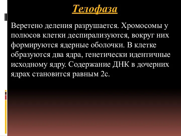 Телофаза Веретено деления разрушается. Хромосомы у полюсов клетки деспирализуются, вокруг них