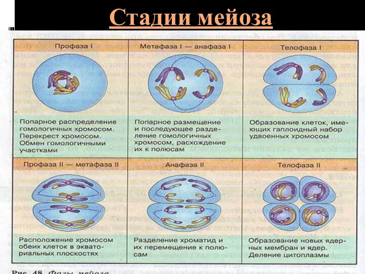 Стадии мейоза