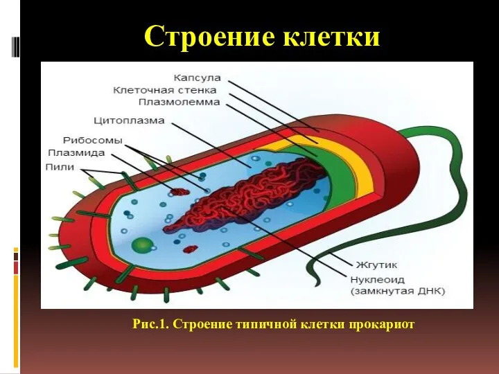 Строение клетки Рис.1. Строение типичной клетки прокариот