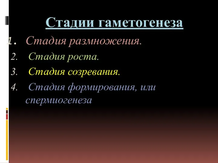 Стадии гаметогенеза Стадия размножения. Стадия роста. Стадия созревания. Стадия формирования, или спермиогенеза