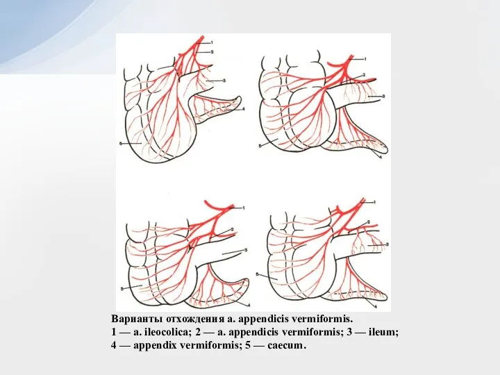 Варианты отхождения a. appendicis vermiformis. 1 — a. ileocolica; 2 —