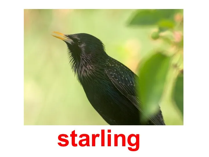 starling