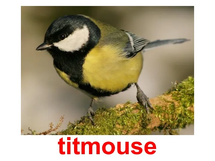 titmouse