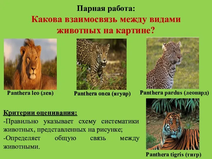 Парная работа: Какова взаимосвязь между видами животных на картине? Panthera leo