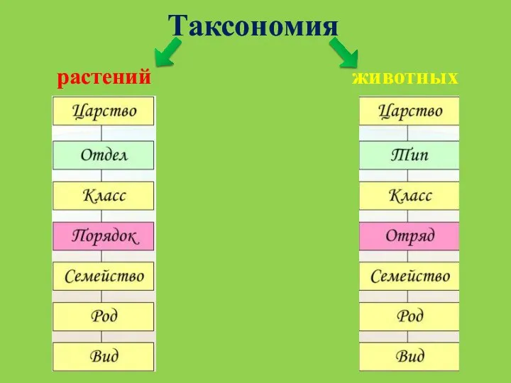 Таксономия растений животных