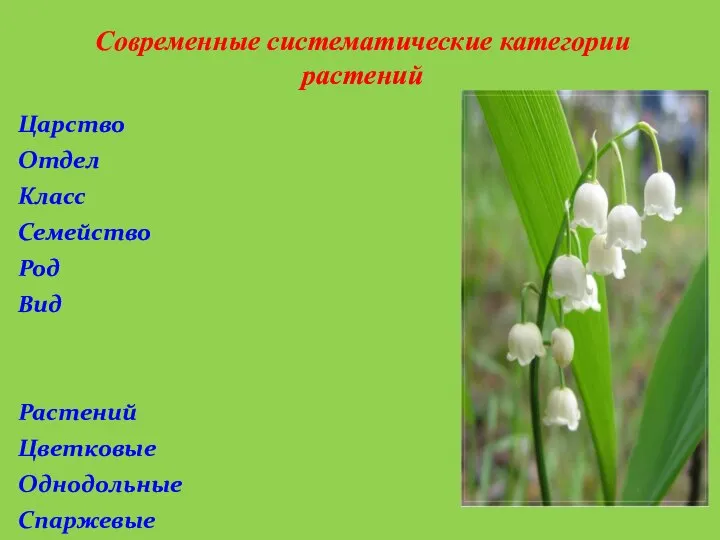 Царство Отдел Класс Семейство Род Вид Растений Цветковые Однодольные Спаржевые Ландыш